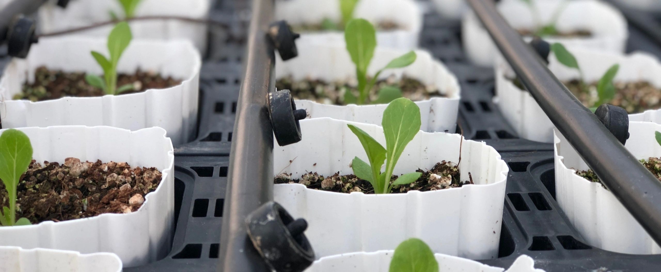 Seedlings in a growing system.